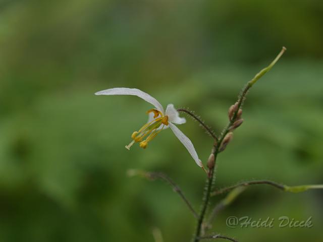 Epimedium stellulata Wudang Star.JPG